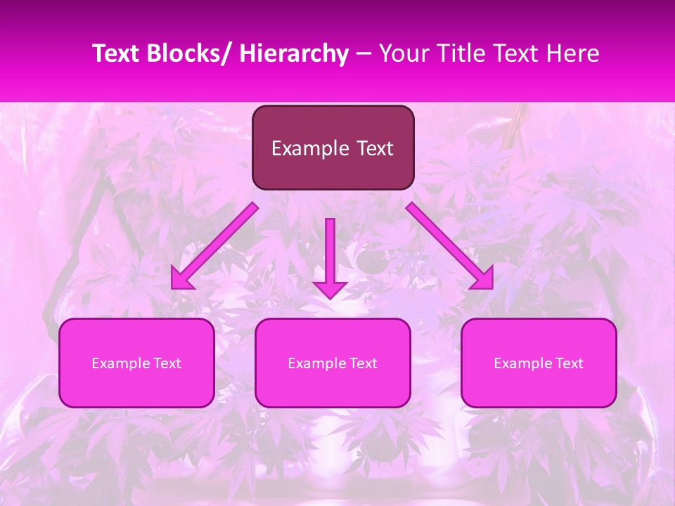 A Picture Of A Plant With Purple Leaves PowerPoint Template