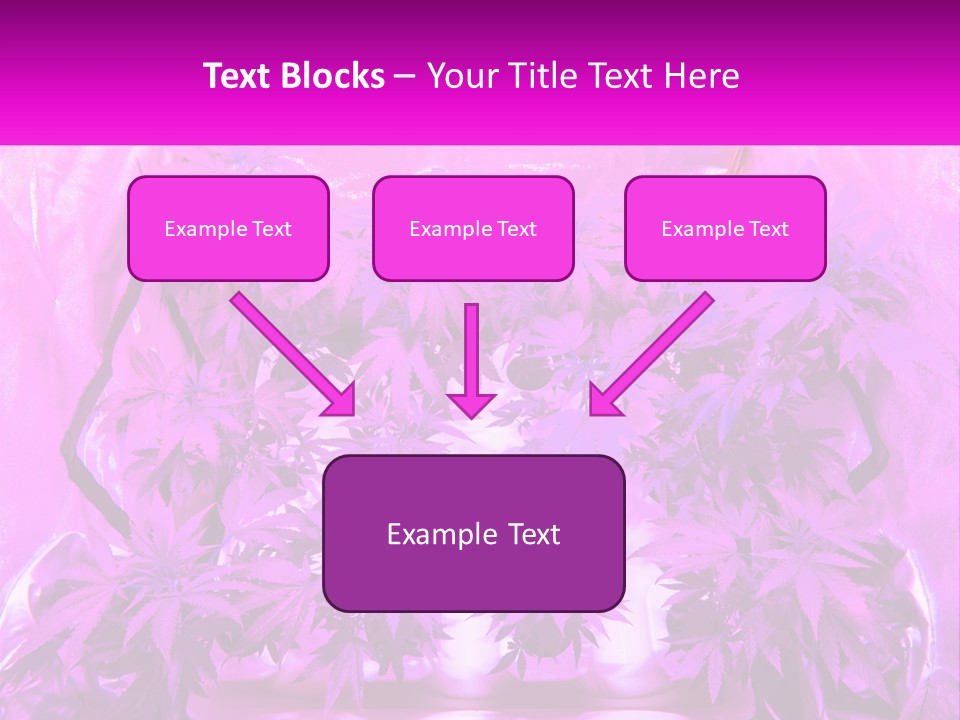 A Picture Of A Plant With Purple Leaves PowerPoint Template