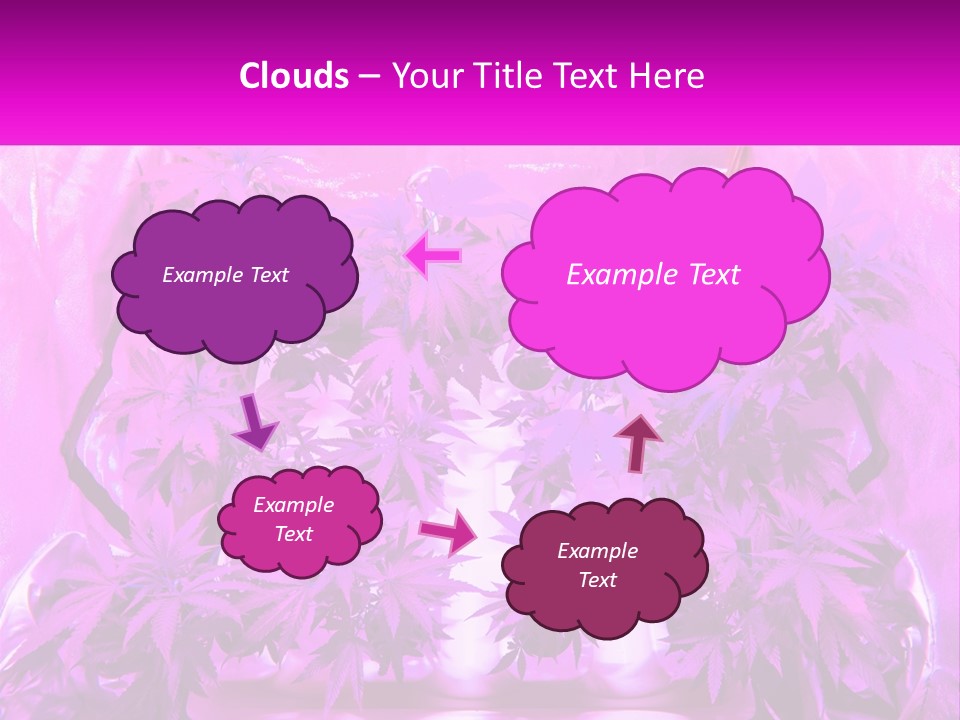 A Picture Of A Plant With Purple Leaves PowerPoint Template