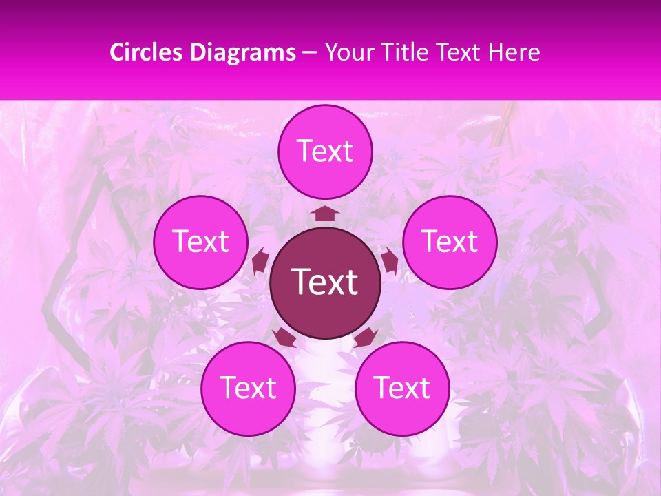 A Picture Of A Plant With Purple Leaves PowerPoint Template