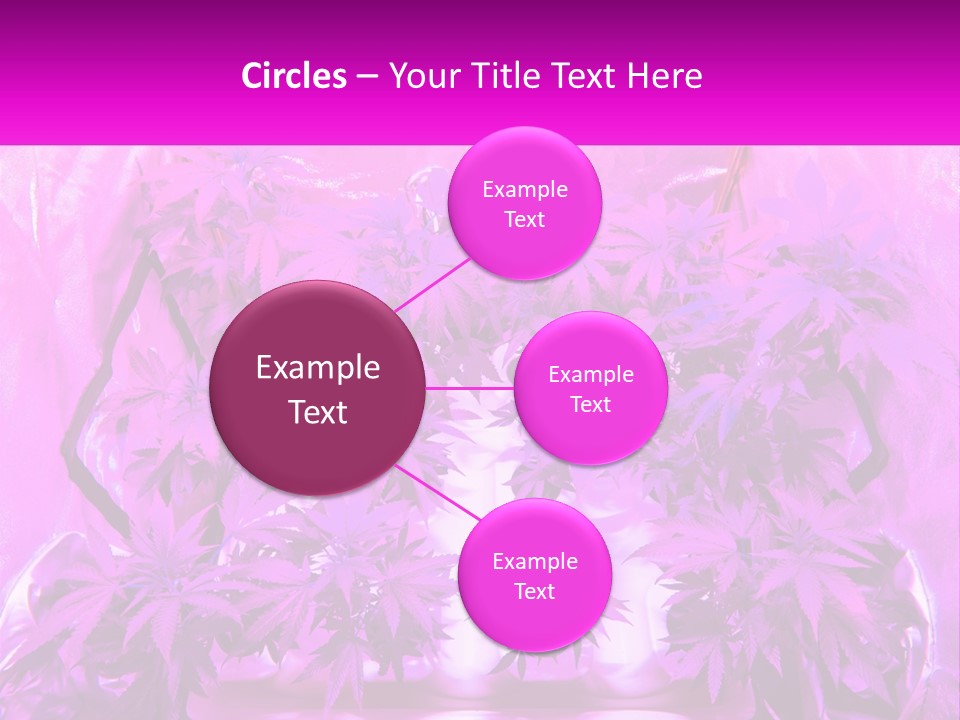 A Picture Of A Plant With Purple Leaves PowerPoint Template
