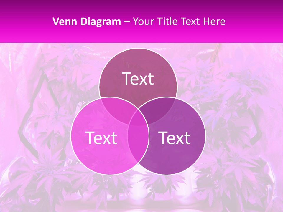 A Picture Of A Plant With Purple Leaves PowerPoint Template