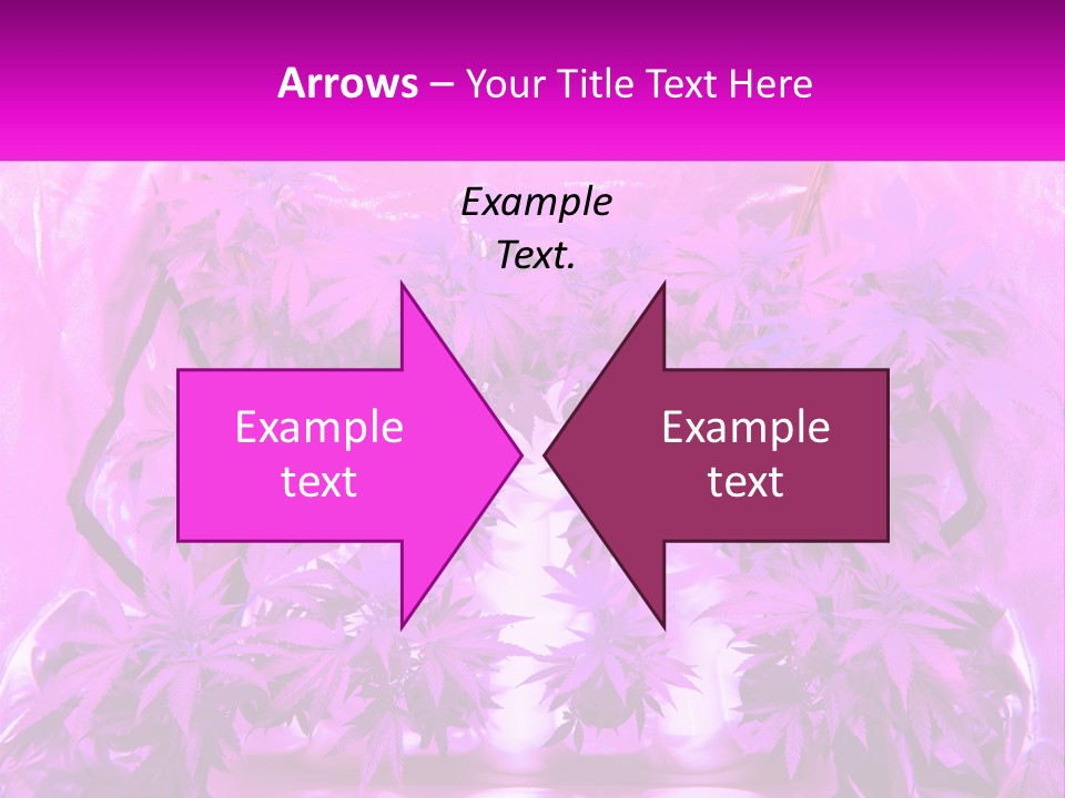 A Picture Of A Plant With Purple Leaves PowerPoint Template