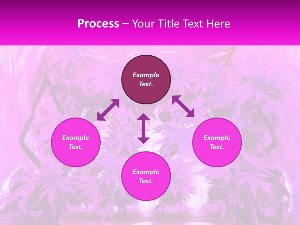 A Picture Of A Plant With Purple Leaves PowerPoint Template