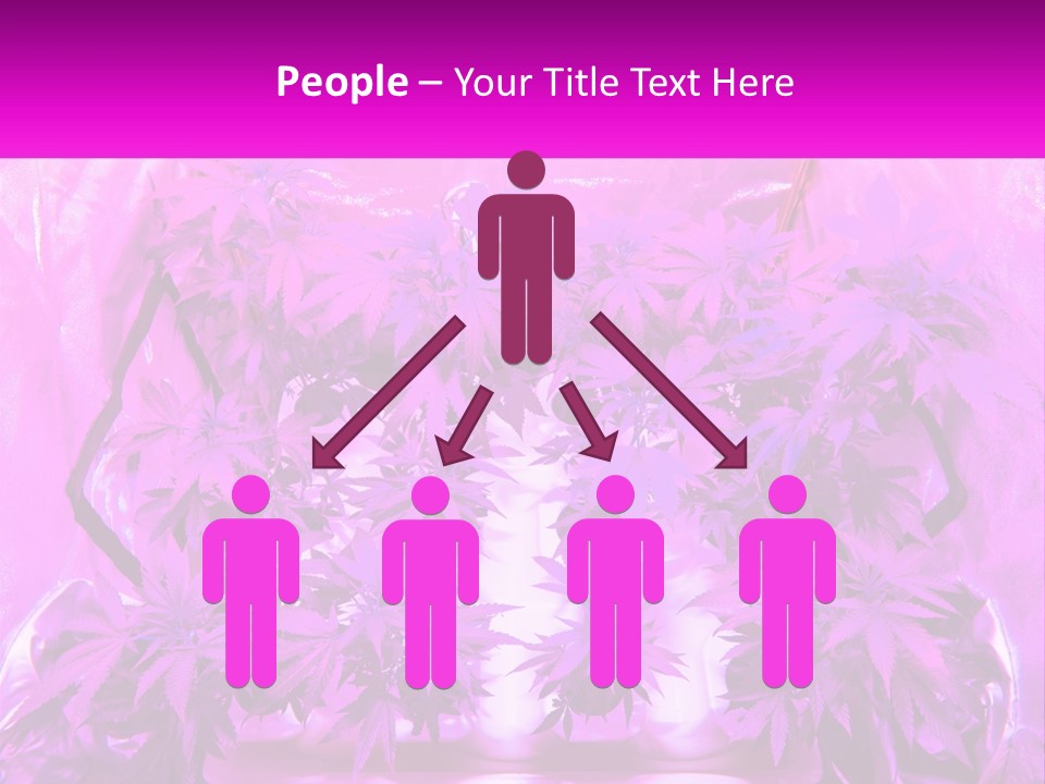 A Picture Of A Plant With Purple Leaves PowerPoint Template