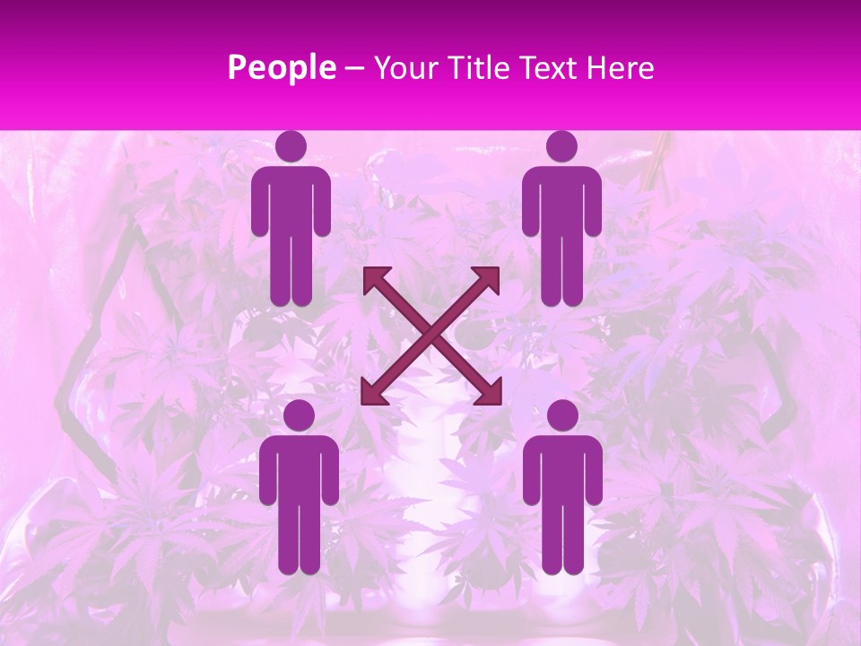 A Picture Of A Plant With Purple Leaves PowerPoint Template