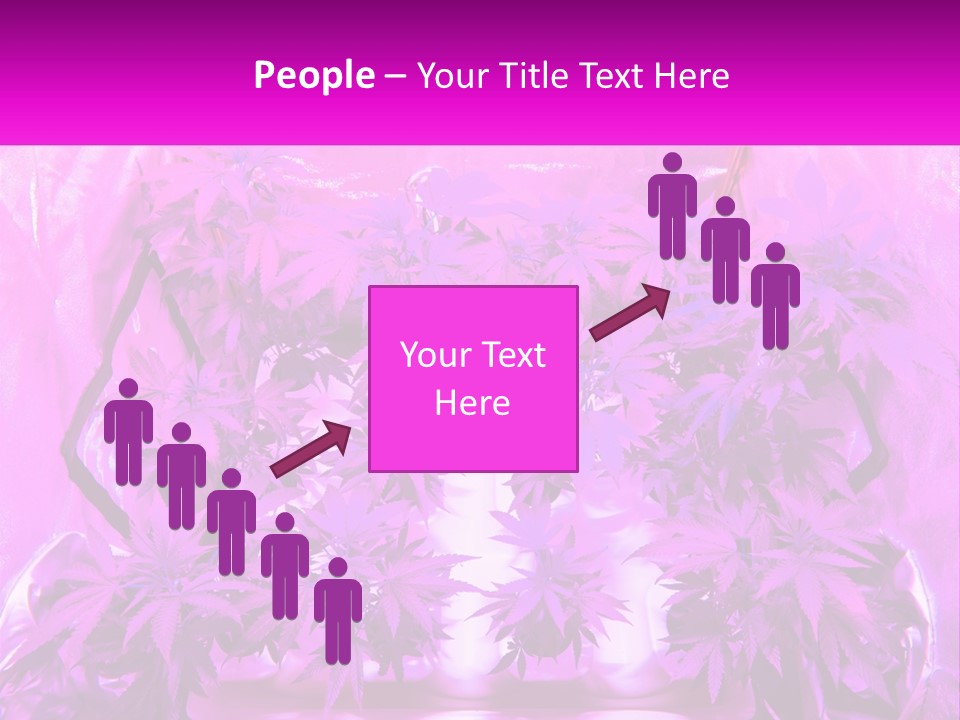 A Picture Of A Plant With Purple Leaves PowerPoint Template