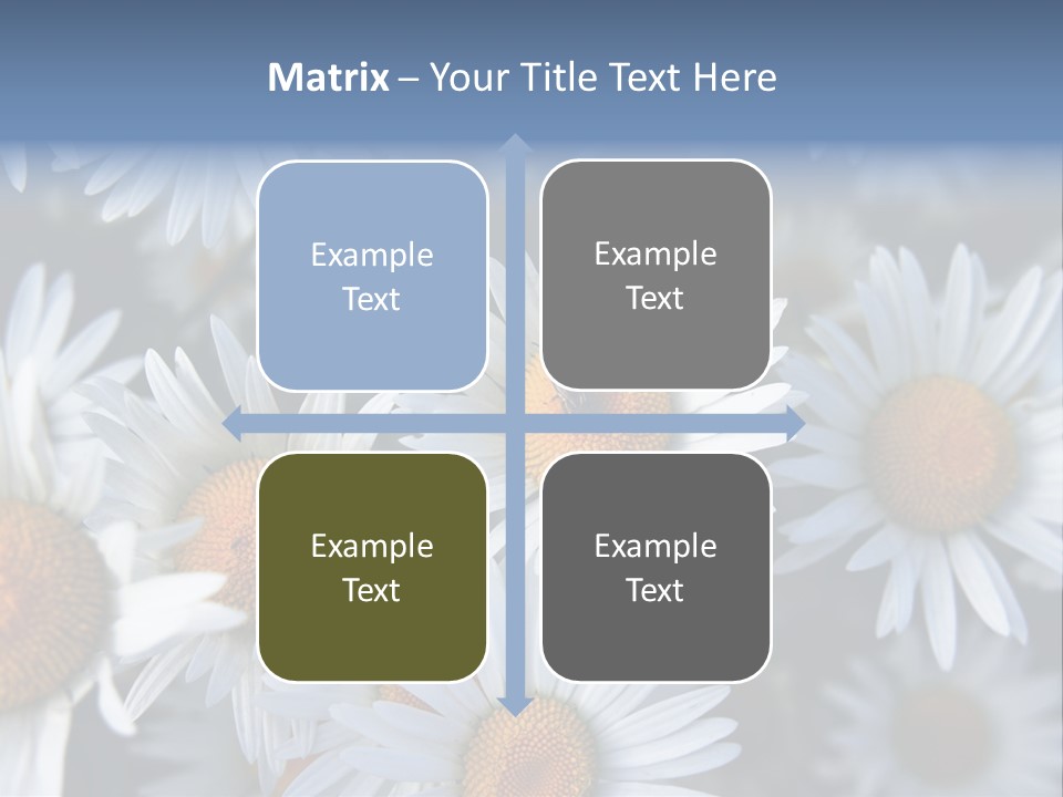 A Bunch Of White Daisies With A Yellow Center PowerPoint Template