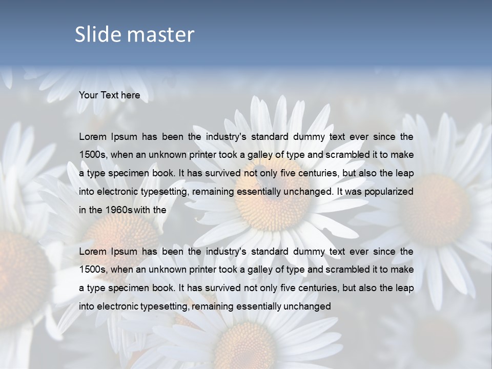 A Bunch Of White Daisies With A Yellow Center PowerPoint Template