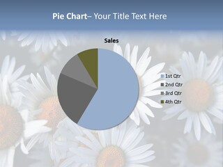 A Bunch Of White Daisies With A Yellow Center PowerPoint Template
