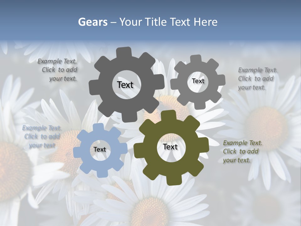 A Bunch Of White Daisies With A Yellow Center PowerPoint Template