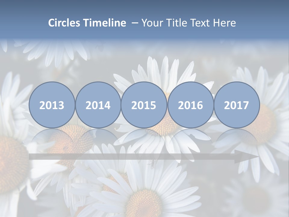 A Bunch Of White Daisies With A Yellow Center PowerPoint Template