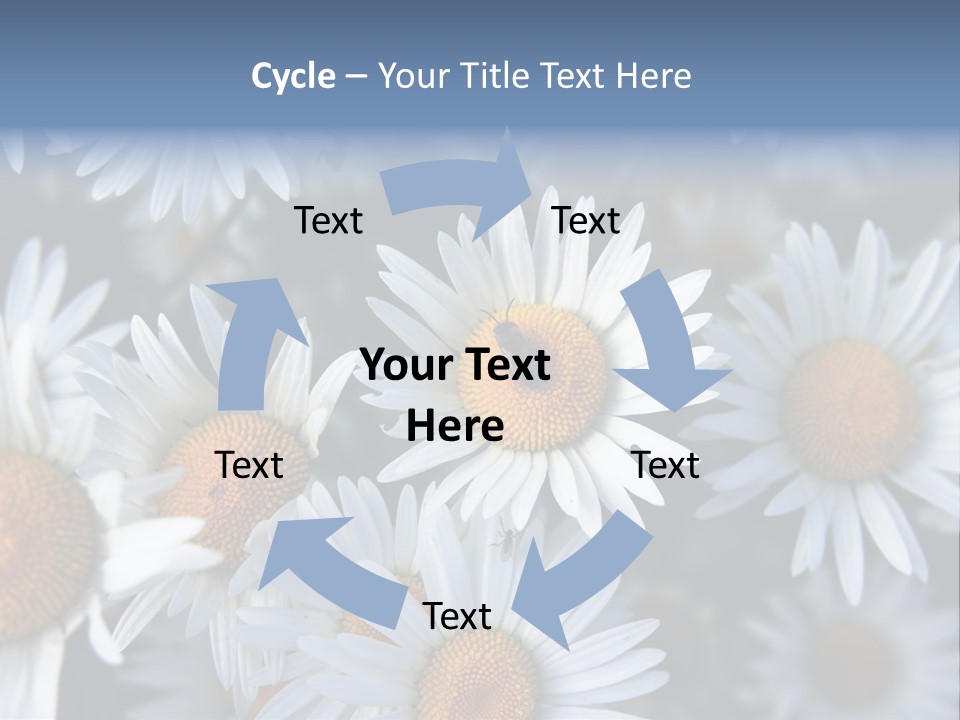 A Bunch Of White Daisies With A Yellow Center PowerPoint Template