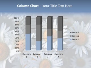 A Bunch Of White Daisies With A Yellow Center PowerPoint Template