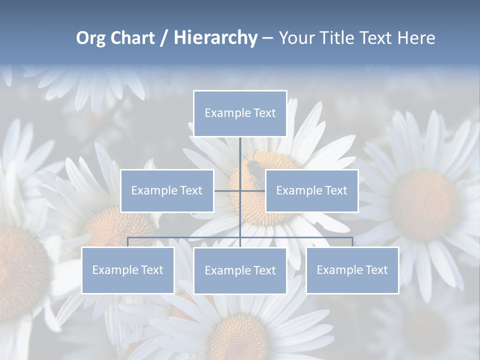 A Bunch Of White Daisies With A Yellow Center PowerPoint Template