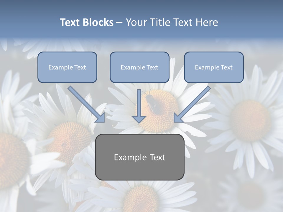 A Bunch Of White Daisies With A Yellow Center PowerPoint Template