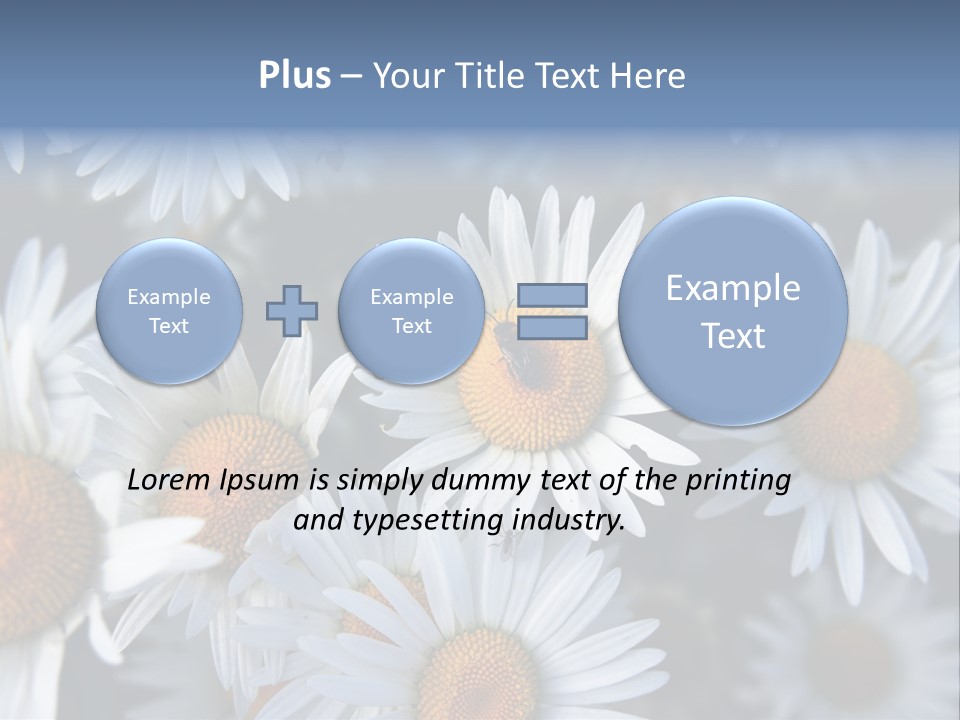 A Bunch Of White Daisies With A Yellow Center PowerPoint Template