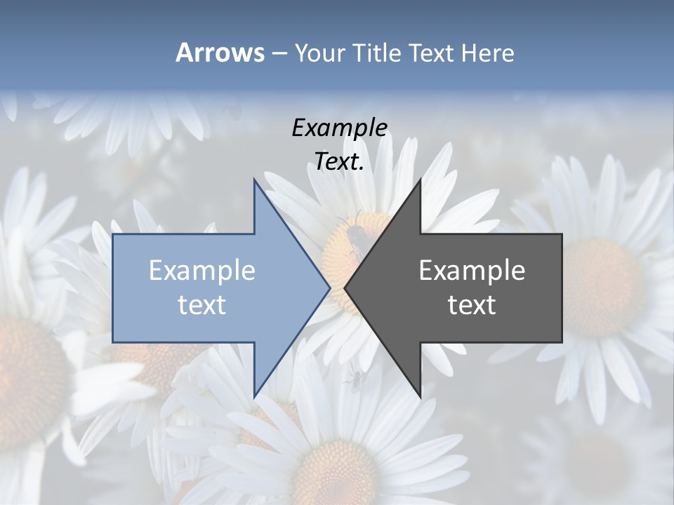 A Bunch Of White Daisies With A Yellow Center PowerPoint Template