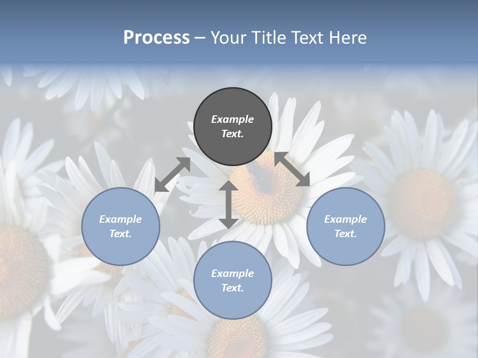 A Bunch Of White Daisies With A Yellow Center PowerPoint Template