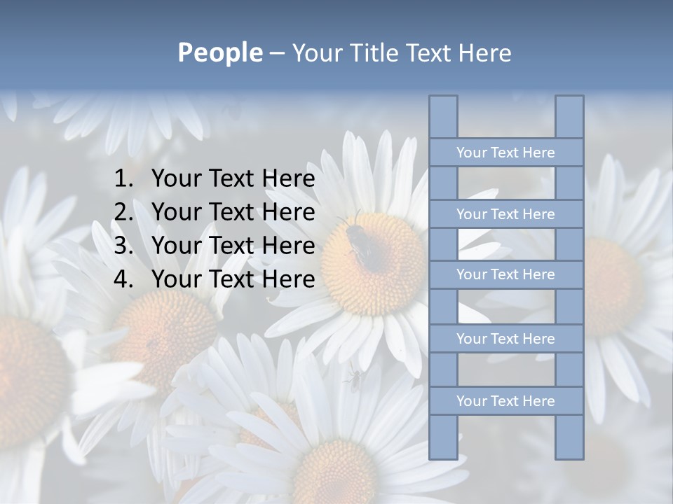 A Bunch Of White Daisies With A Yellow Center PowerPoint Template