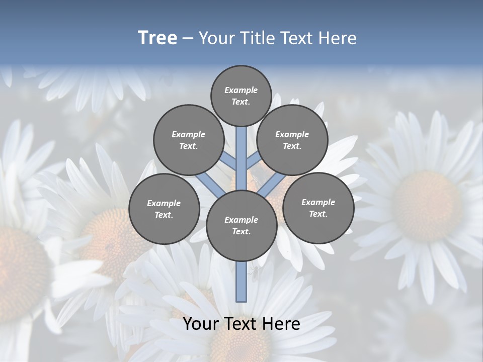 A Bunch Of White Daisies With A Yellow Center PowerPoint Template