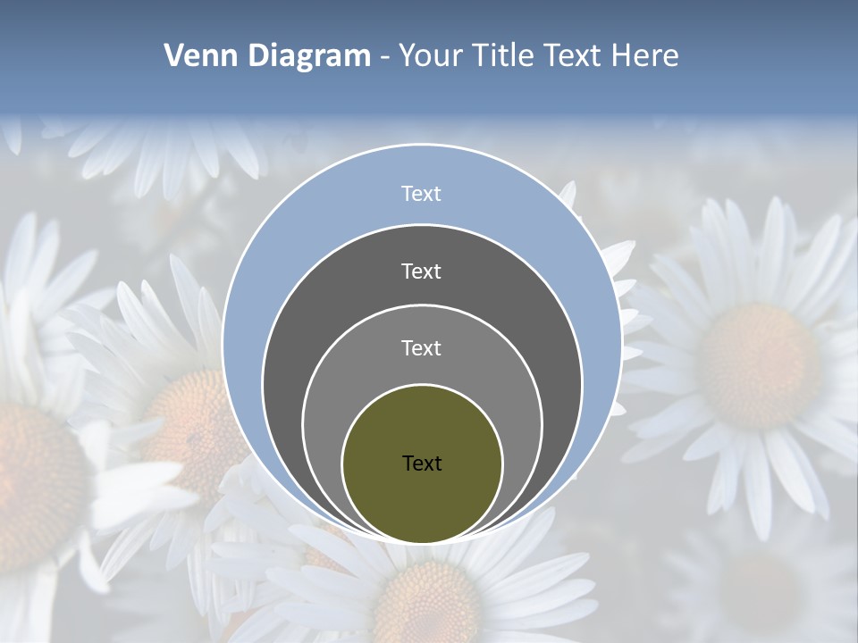 A Bunch Of White Daisies With A Yellow Center PowerPoint Template
