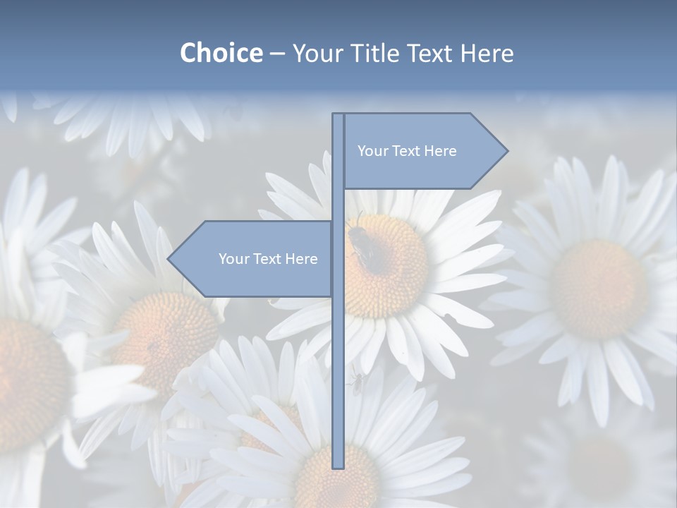 A Bunch Of White Daisies With A Yellow Center PowerPoint Template