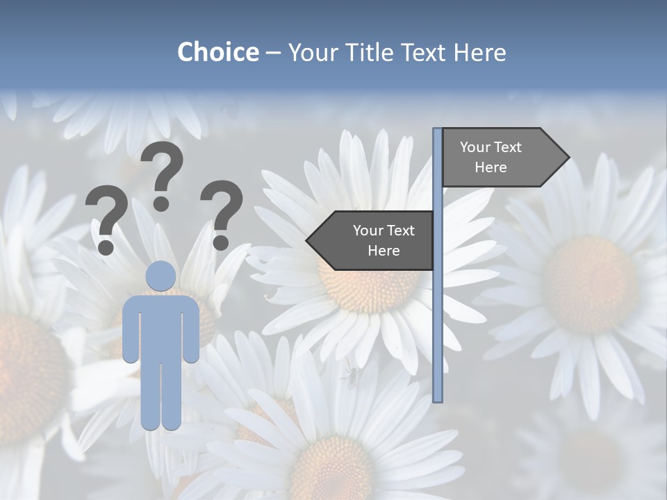 A Bunch Of White Daisies With A Yellow Center PowerPoint Template