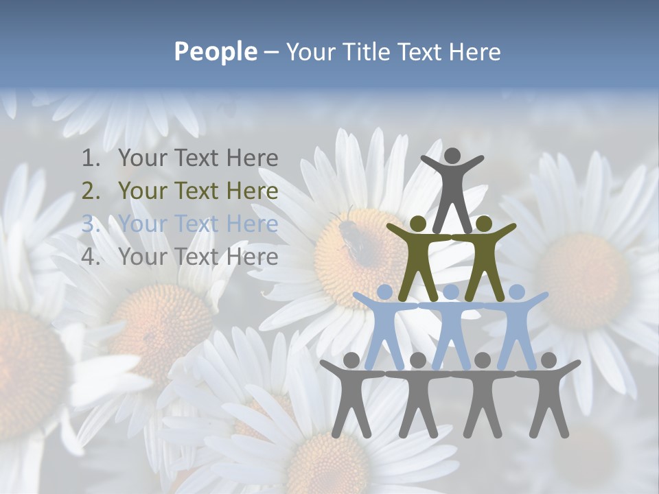 A Bunch Of White Daisies With A Yellow Center PowerPoint Template