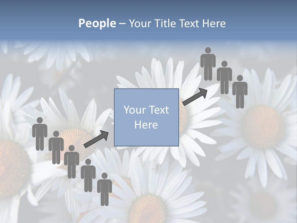 A Bunch Of White Daisies With A Yellow Center PowerPoint Template
