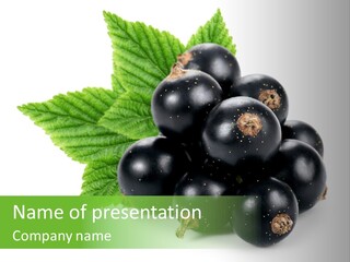 A Bunch Of Black Berries With Leaves On A White Background PowerPoint Template