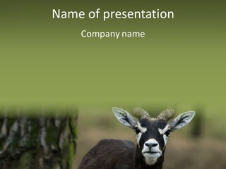 A Goat Standing Next To A Tree In A Field PowerPoint Template