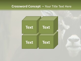 A Goat Standing Next To A Tree In A Field PowerPoint Template