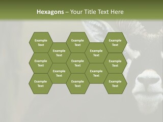 A Goat Standing Next To A Tree In A Field PowerPoint Template