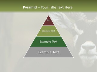 A Goat Standing Next To A Tree In A Field PowerPoint Template