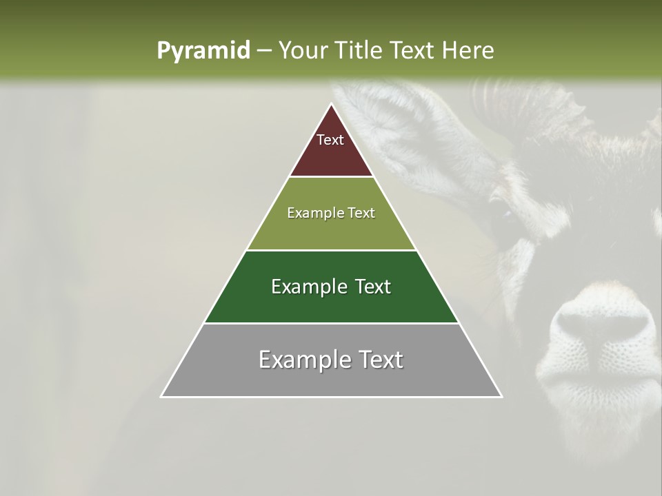 A Goat Standing Next To A Tree In A Field PowerPoint Template