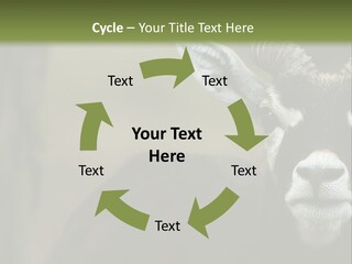 A Goat Standing Next To A Tree In A Field PowerPoint Template