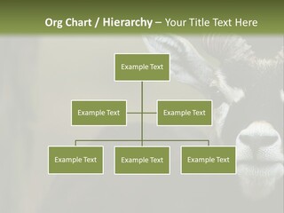 A Goat Standing Next To A Tree In A Field PowerPoint Template