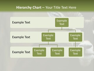 A Goat Standing Next To A Tree In A Field PowerPoint Template