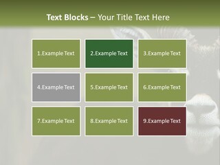 A Goat Standing Next To A Tree In A Field PowerPoint Template