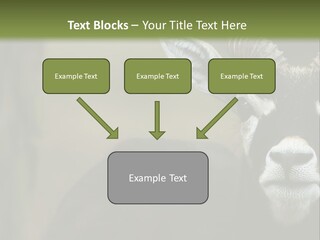 A Goat Standing Next To A Tree In A Field PowerPoint Template