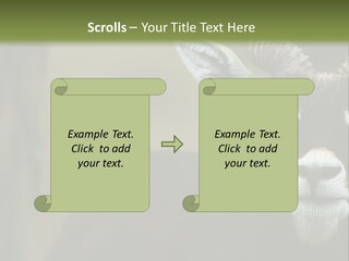 A Goat Standing Next To A Tree In A Field PowerPoint Template