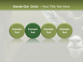 A Goat Standing Next To A Tree In A Field PowerPoint Template