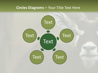 A Goat Standing Next To A Tree In A Field PowerPoint Template