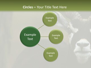 A Goat Standing Next To A Tree In A Field PowerPoint Template