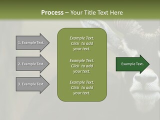 A Goat Standing Next To A Tree In A Field PowerPoint Template