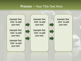 A Goat Standing Next To A Tree In A Field PowerPoint Template