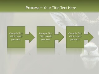 A Goat Standing Next To A Tree In A Field PowerPoint Template