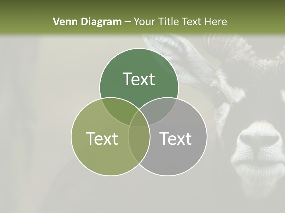 A Goat Standing Next To A Tree In A Field PowerPoint Template