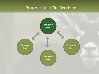 A Goat Standing Next To A Tree In A Field PowerPoint Template